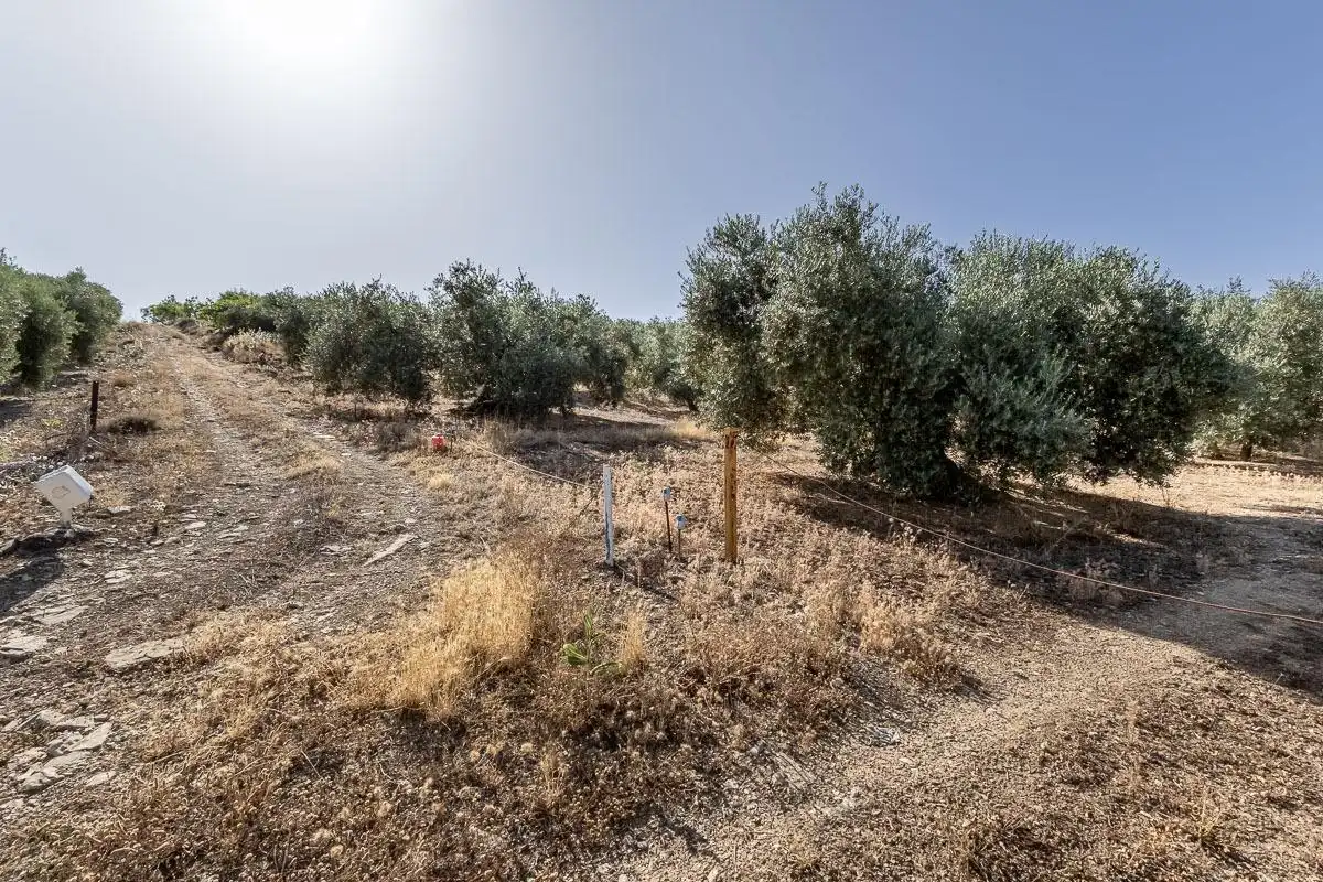 Terreno rustico in vendita a Montefrío, imagen 3