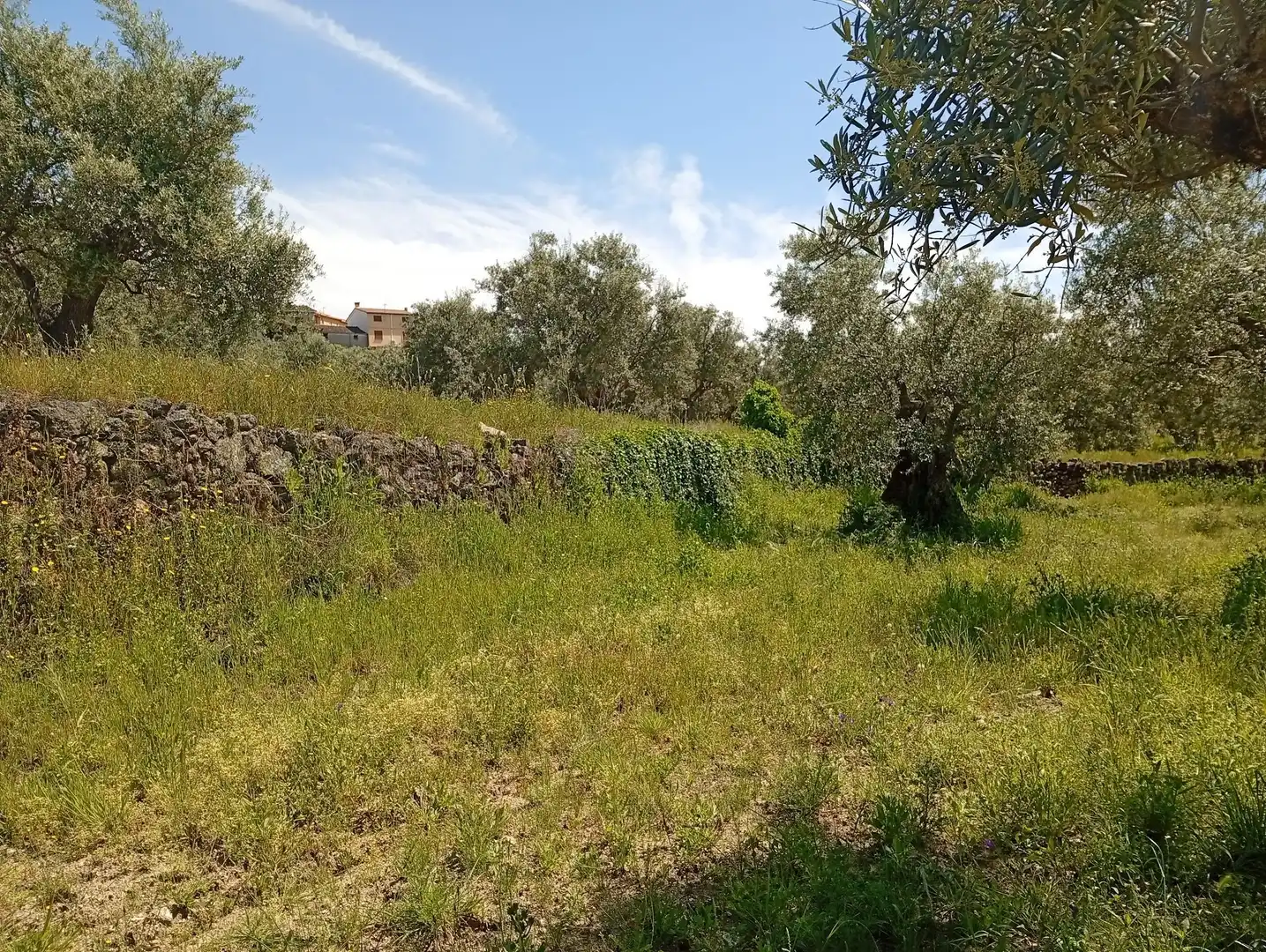 Terreni e lotti in vendita a Villanueva de la Vera, imagen 77