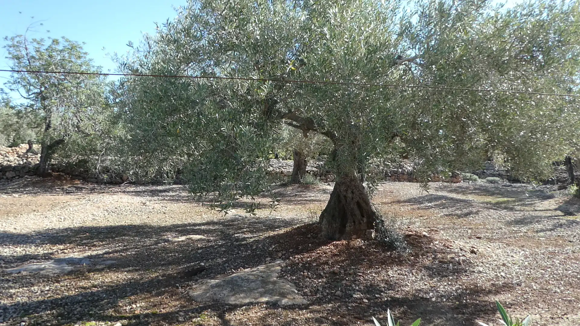 Jardí de Finca rústica en venda en L'Ampolla amb Aire condicionat, Jardí privat i Piscina