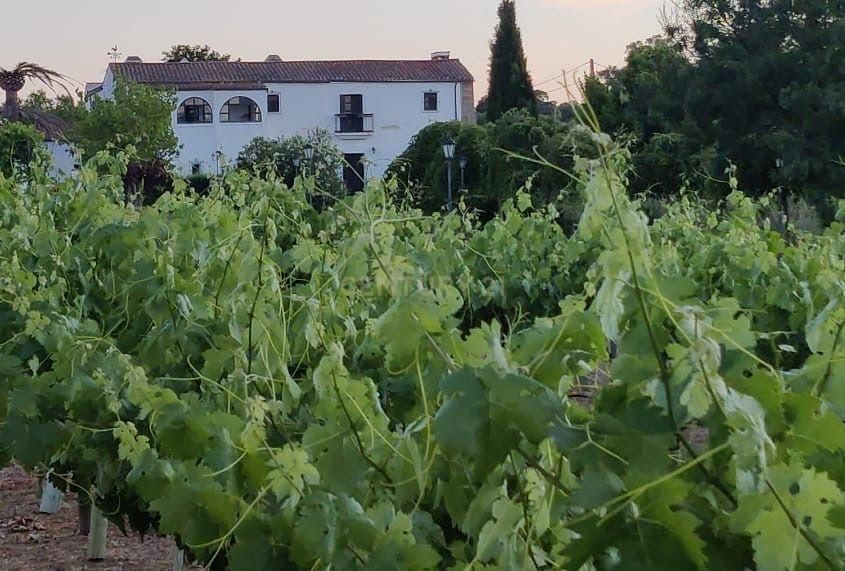 Vista exterior de Casa o xalet en venda en Cáceres Capital amb Aire condicionat, Jardí privat i Traster