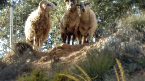 Finca ecológica en Cogollos Vega  2,5 hectáreas con casa, naves y producción agrícola, imatge 3
