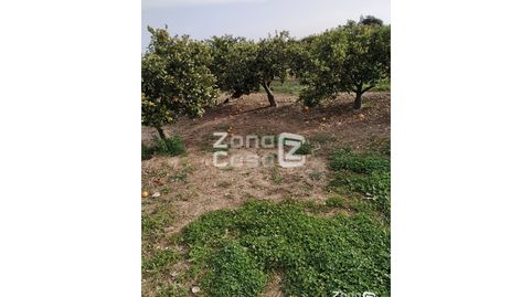 Finca Rustica  Venta Algemesí, imatge 4