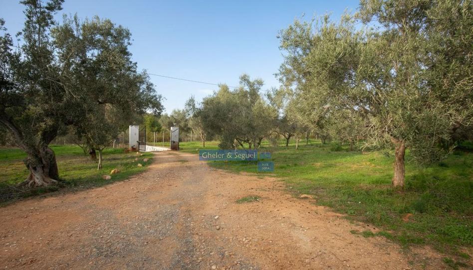 Photo 1 of House or chalet for sale in Algímia de Alfara, Valencia