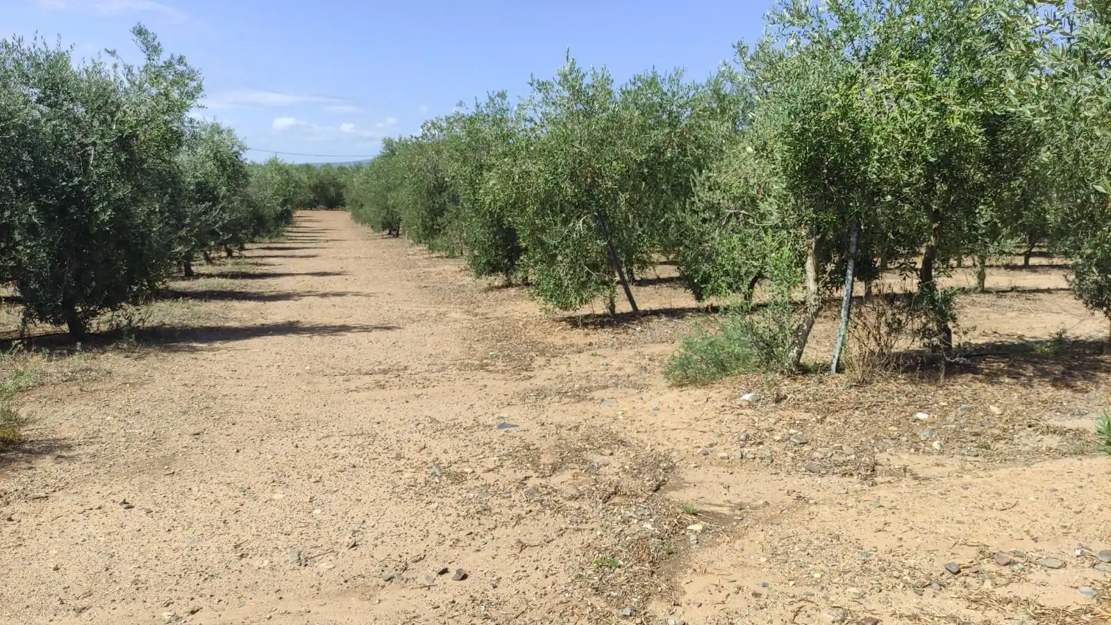 Finca rústica en venta en de les Hortes, Montbrió del Camp