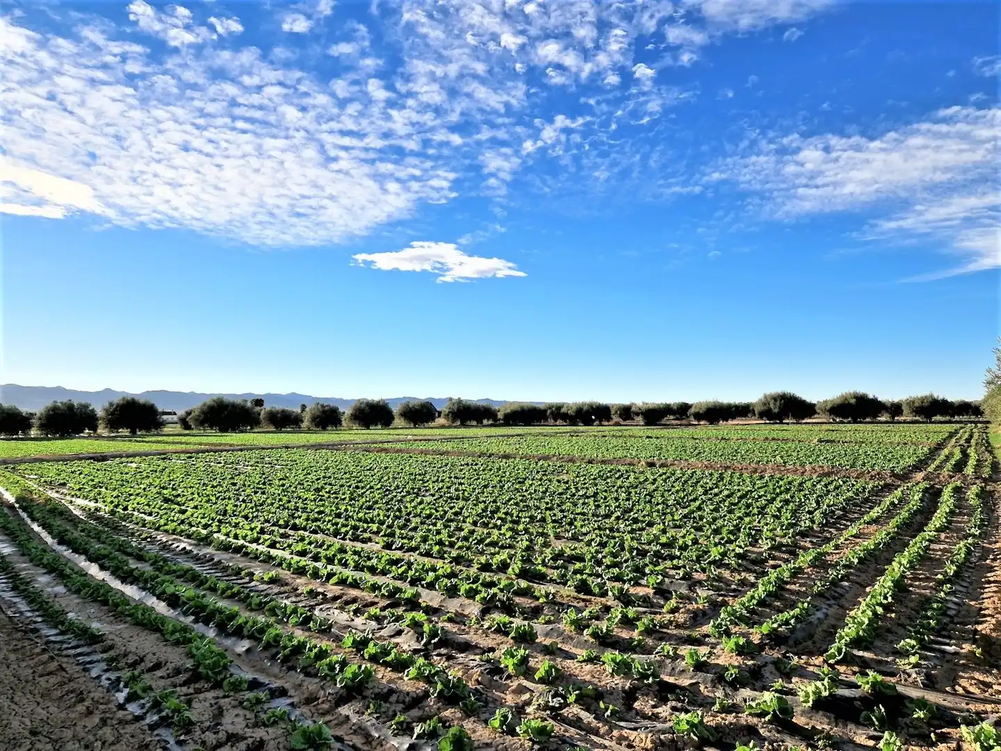 Vista exterior de Residencial en venta en Lorca