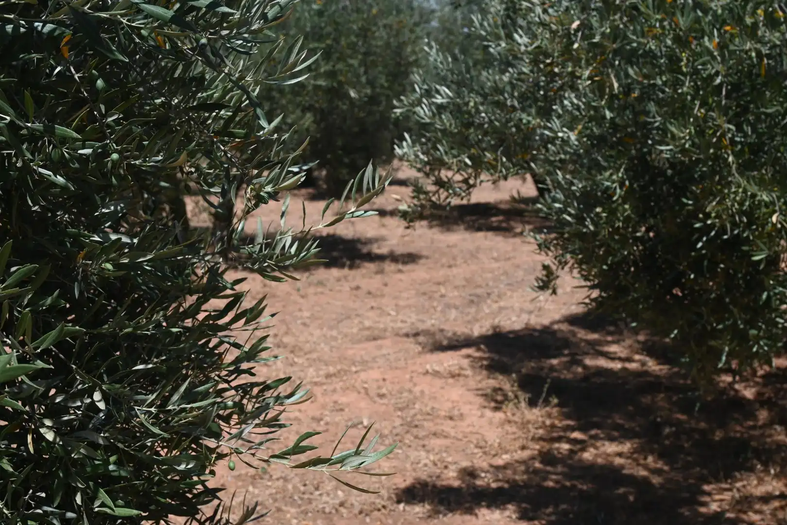 Terreni e lotti in vendita a Albolote, imagen 9