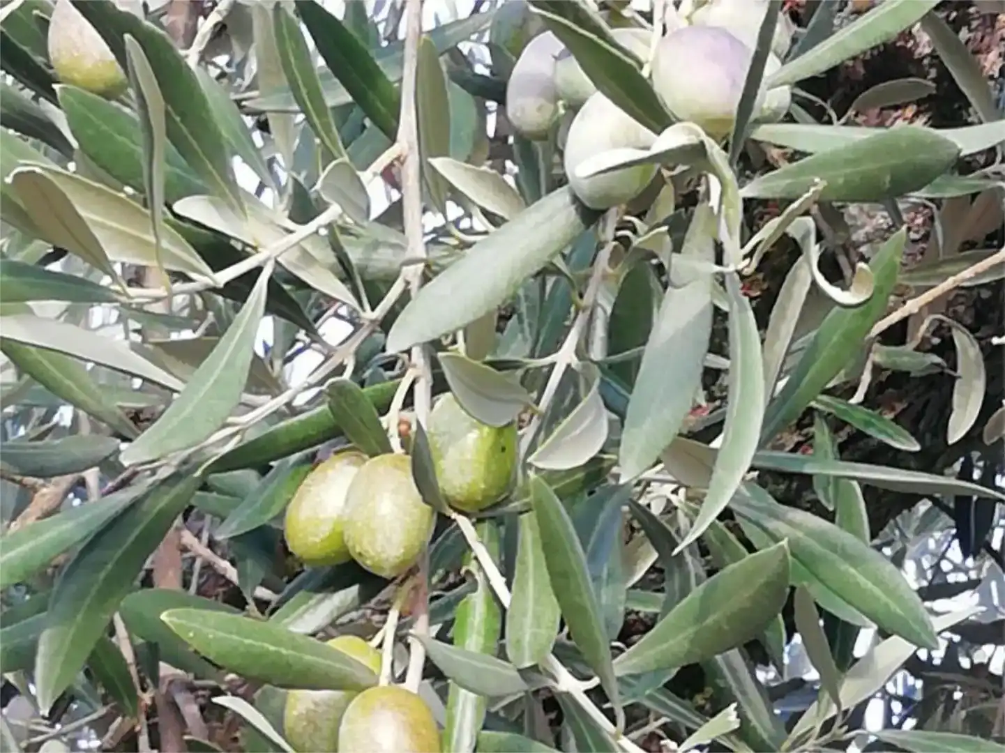 Jardín de Terreno en venta en Arroyomolinos (Cáceres)