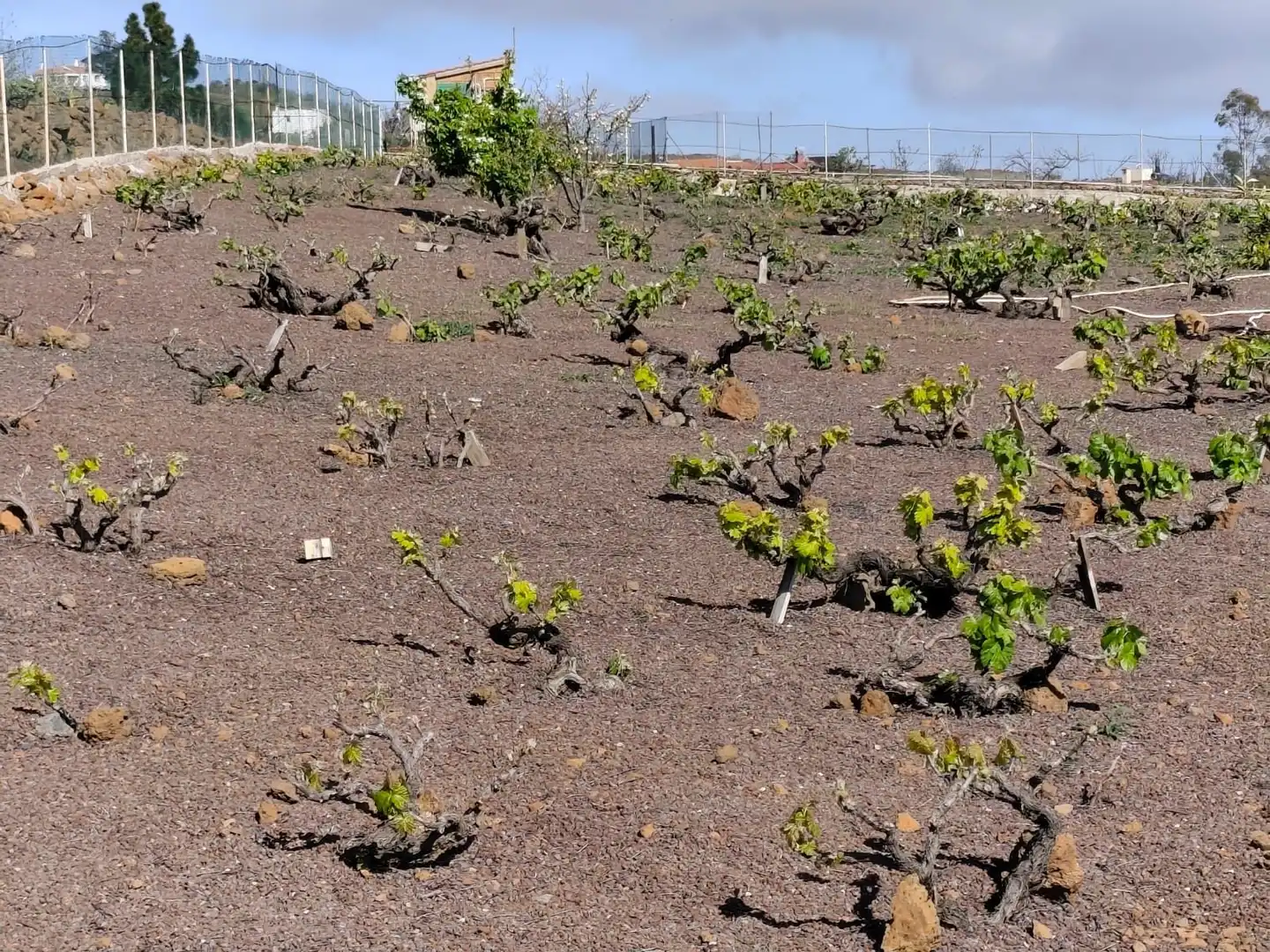 Jardín de Terreno en venta en Vilaflor de Chasna