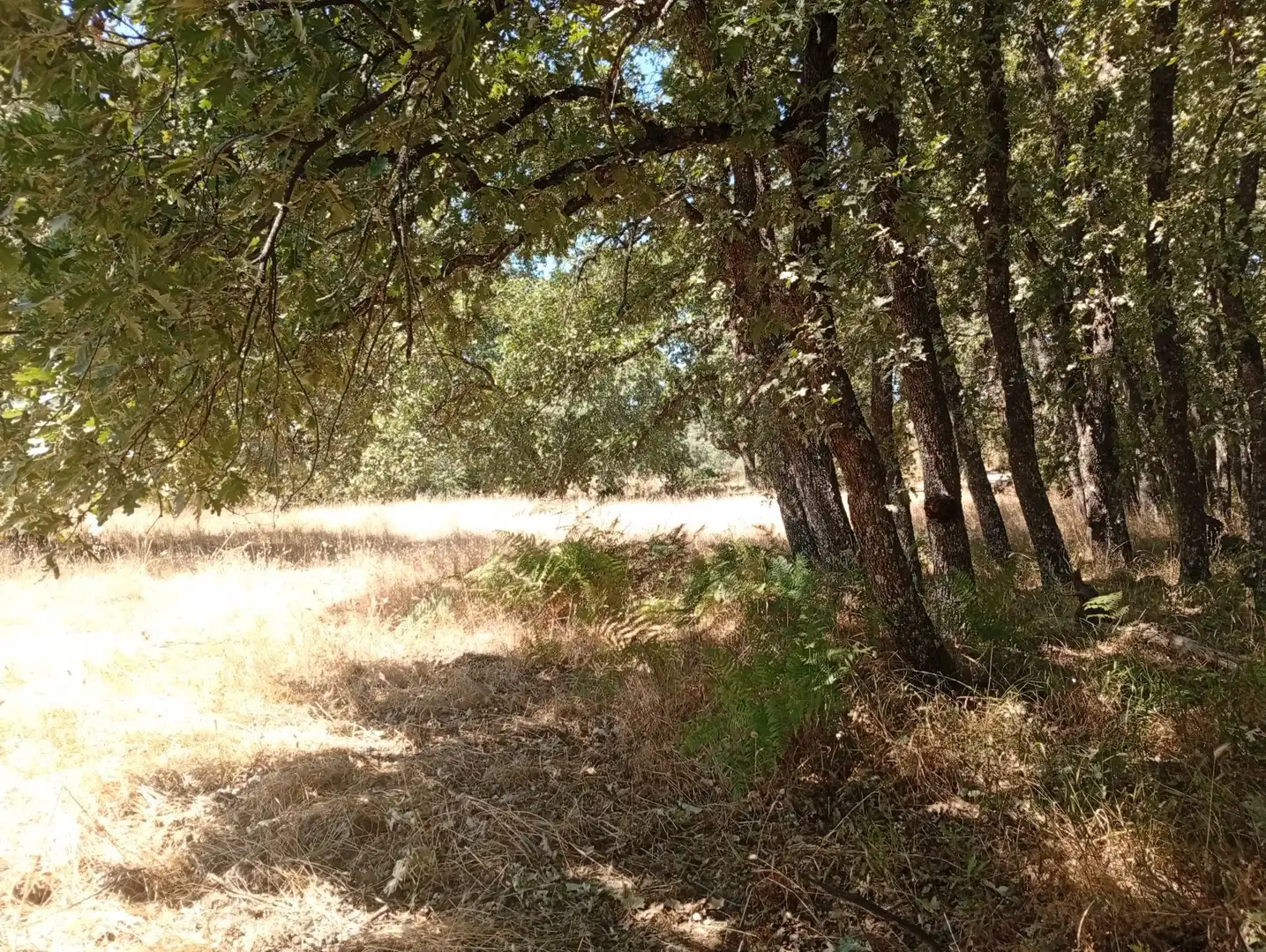 Terreni e lotti in vendita a Villanueva de la Vera, imagen 32