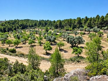 Terreno rustico in vendita a N/A