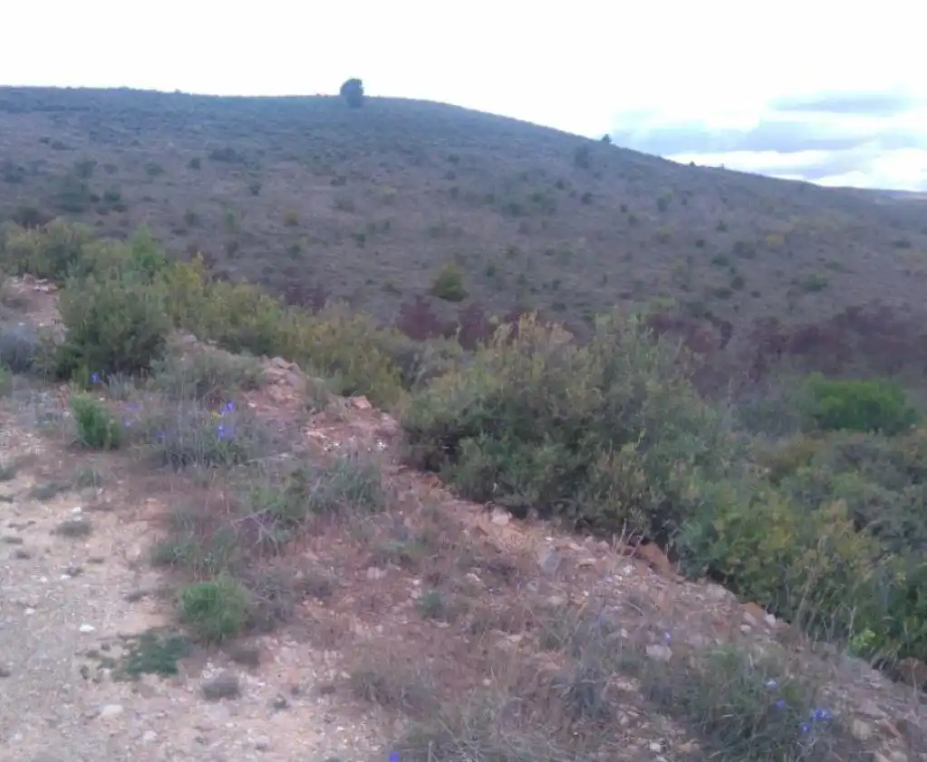 Terreno rustico in vendita a BORBOJON, imagen 8