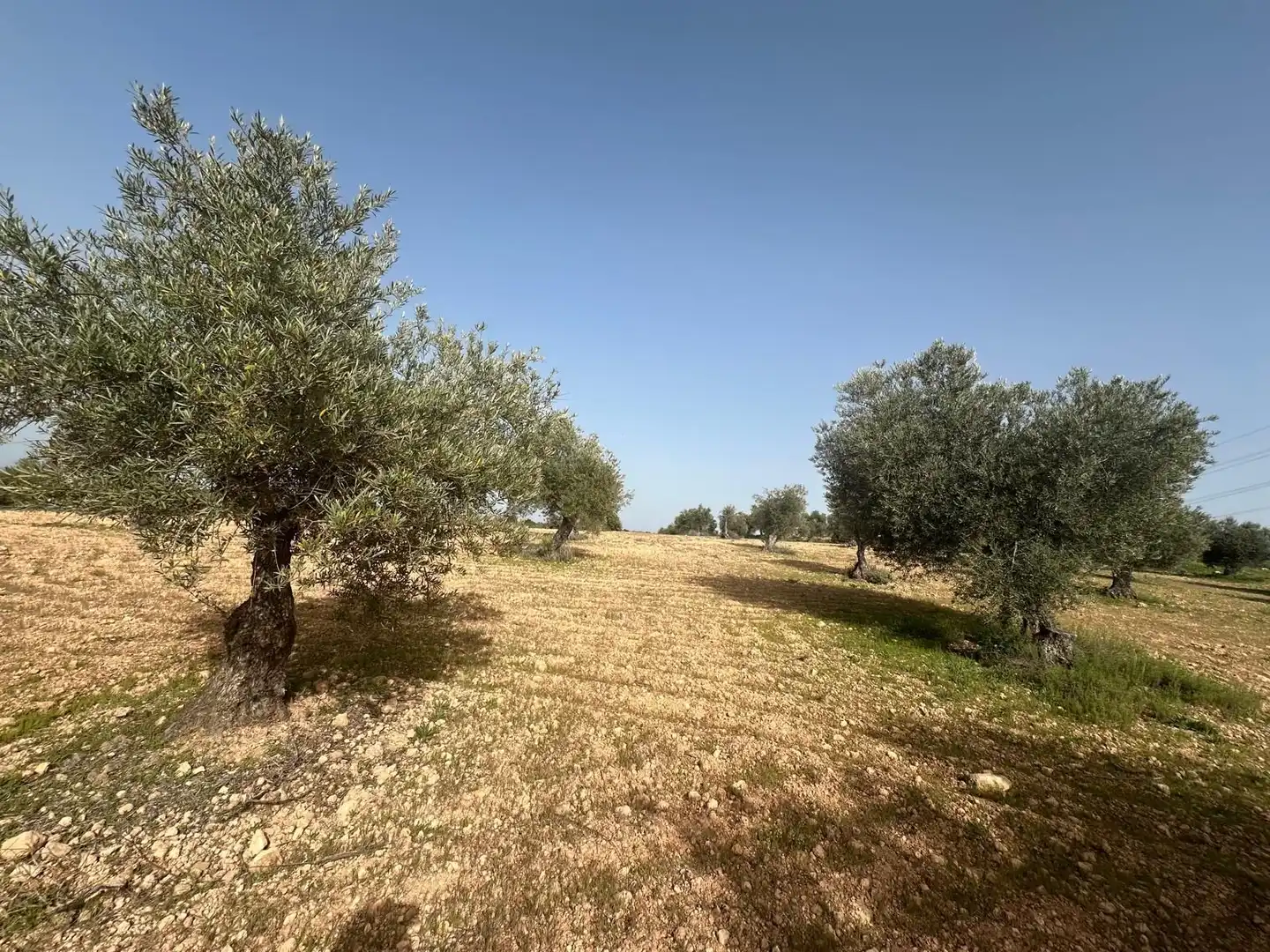 Terreno en venta en Morata de Tajuña