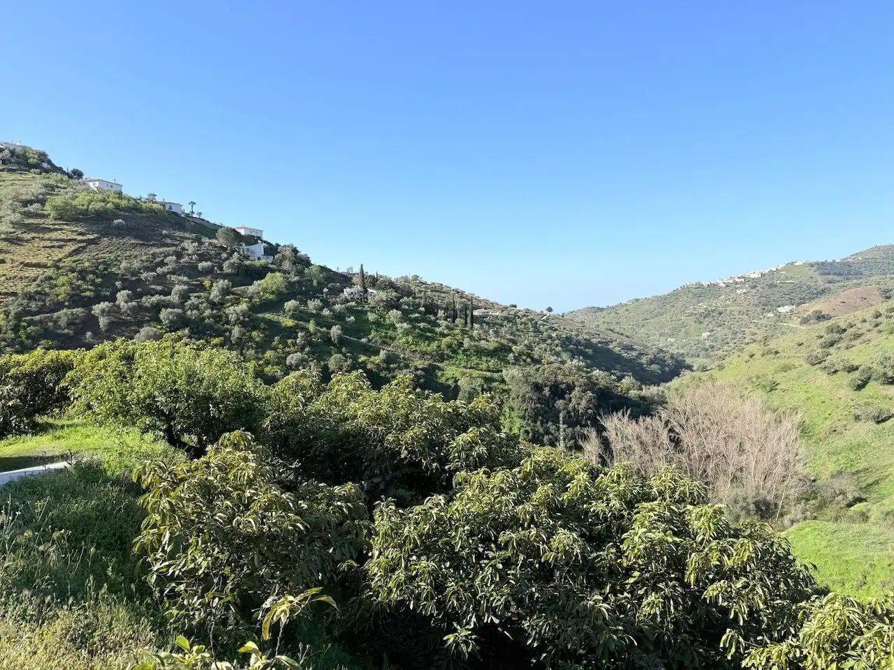 Land for sale in Canillas de Albaida