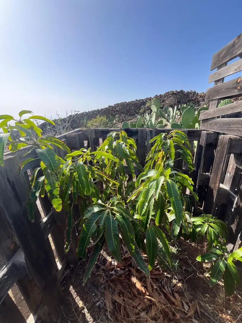 Jardín de Residencial en venta en El Pinar de El Hierro