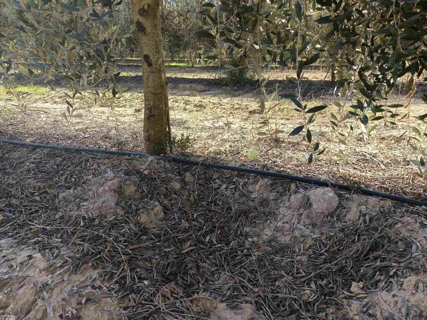 Land for sale in Estadilla