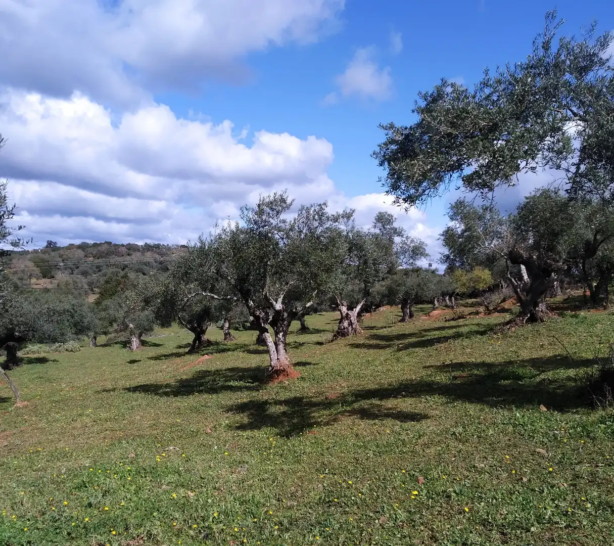 Terreni e lotti in vendita a Jerez de los Caballeros, imagen 2