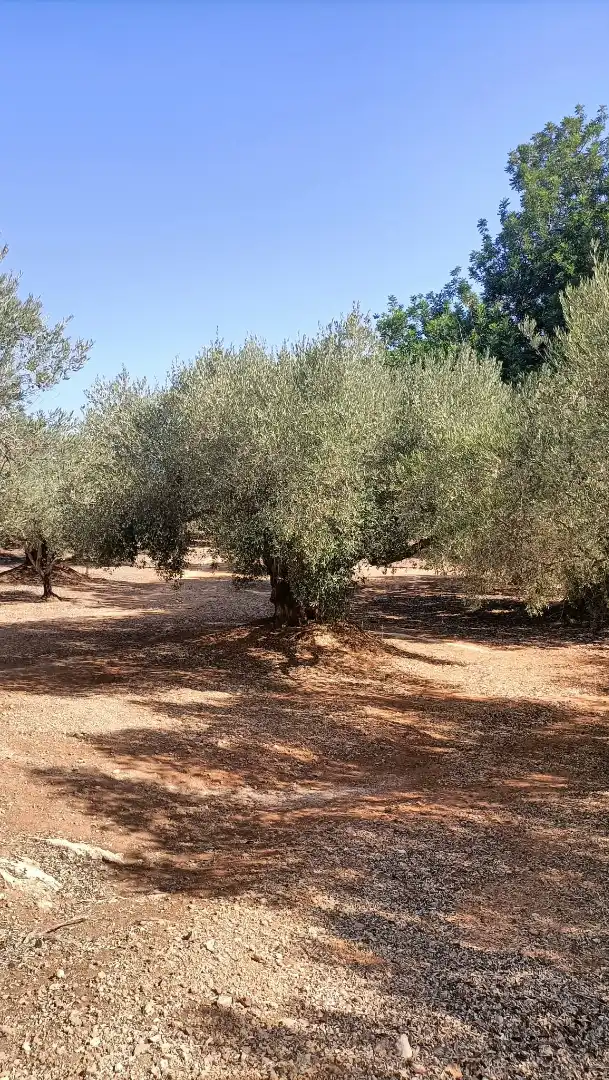 Terrain rustique à vendre à Camí de la Ferrereta 17, imagen 6