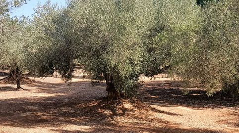 Foto 4 de Terreny en venda a Camí de la Ferrereta, 17, Valletes - Xiribecs, Amposta
