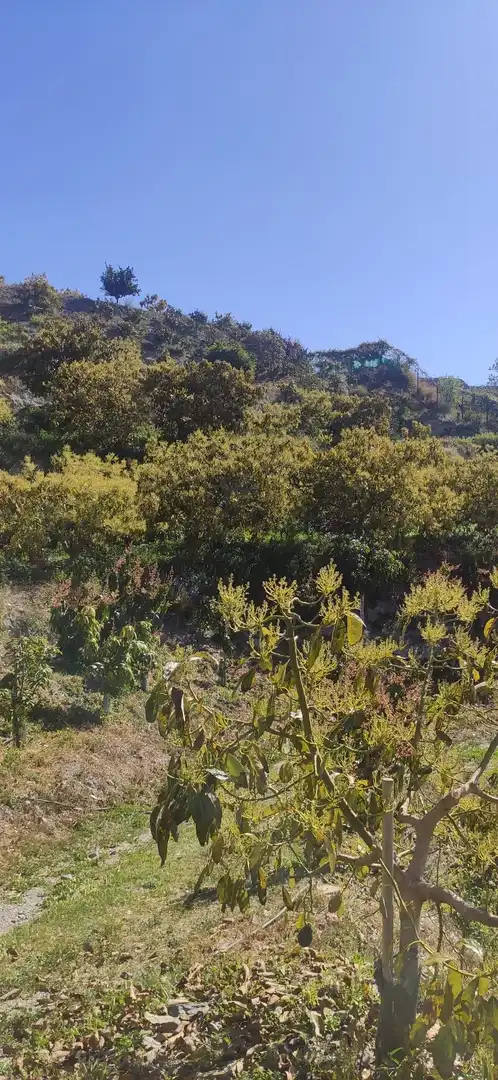 Terreno rústico en venta en Motril  ciudad
