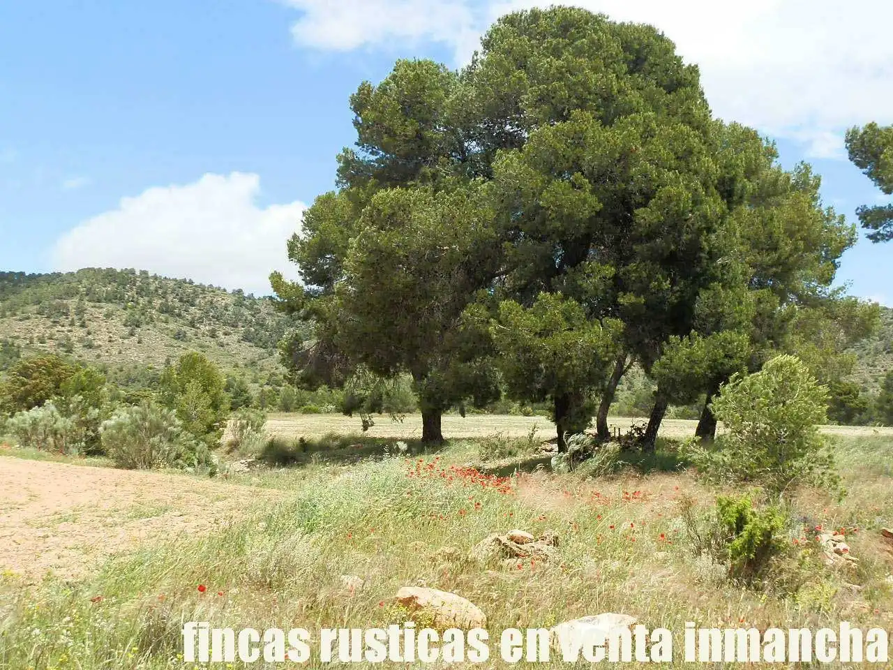 Terreni e lotti in vendita a Elche de la Sierra, imagen 20