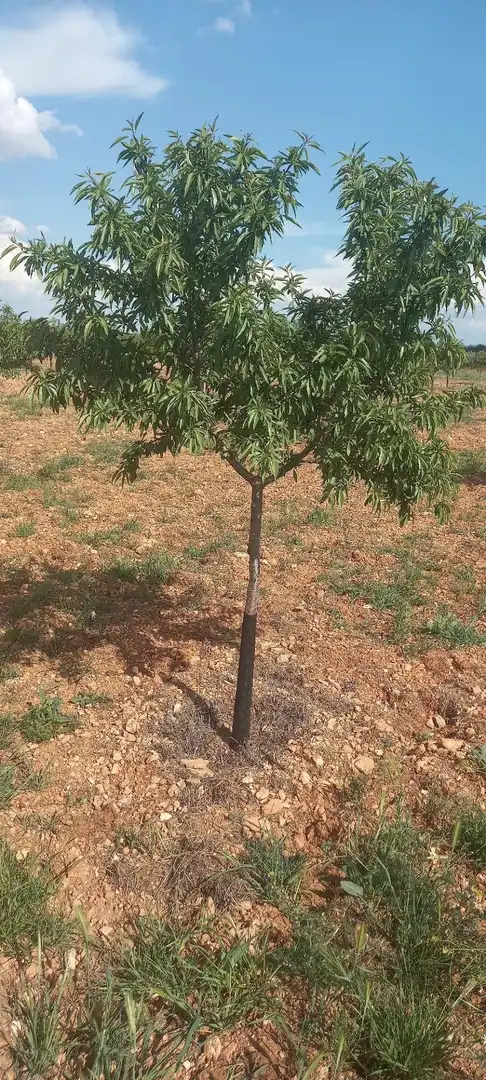 Rural land for sale in Valdepeñas, imagen 4