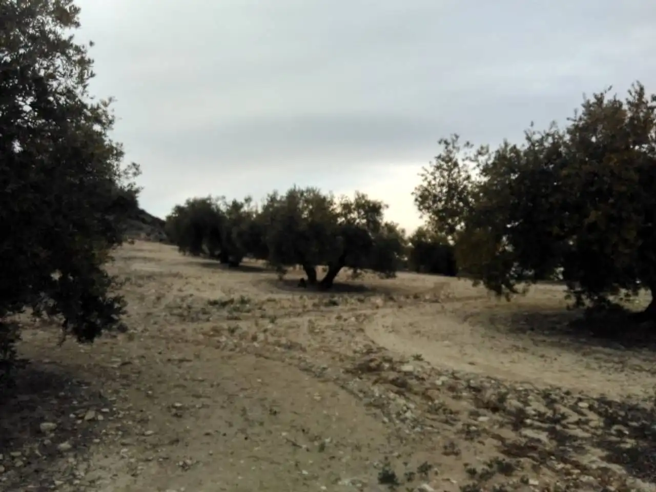 Terrain rustique à vendre à Baena, imagen 3