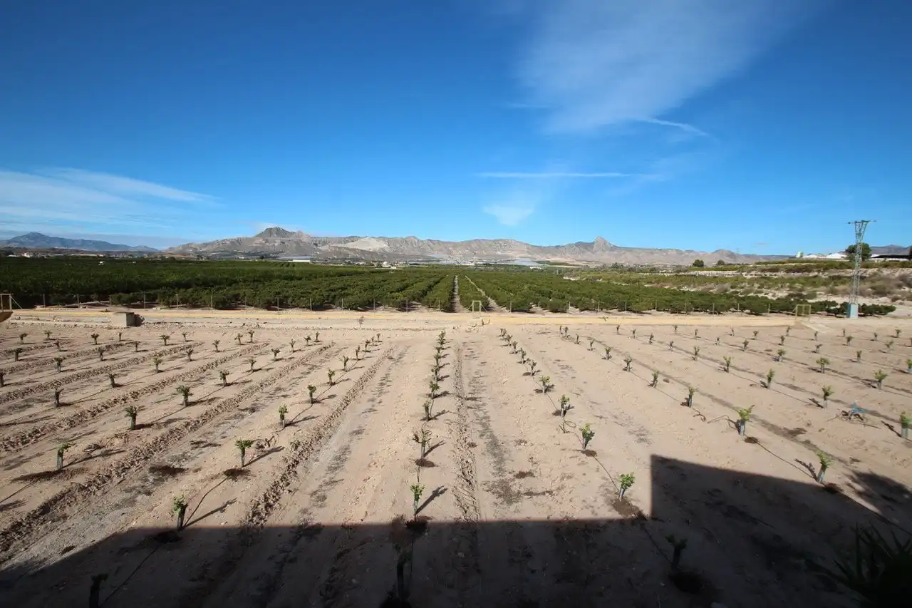 Vista exterior de Finca rústica en venta en Orihuela con Jardín privado