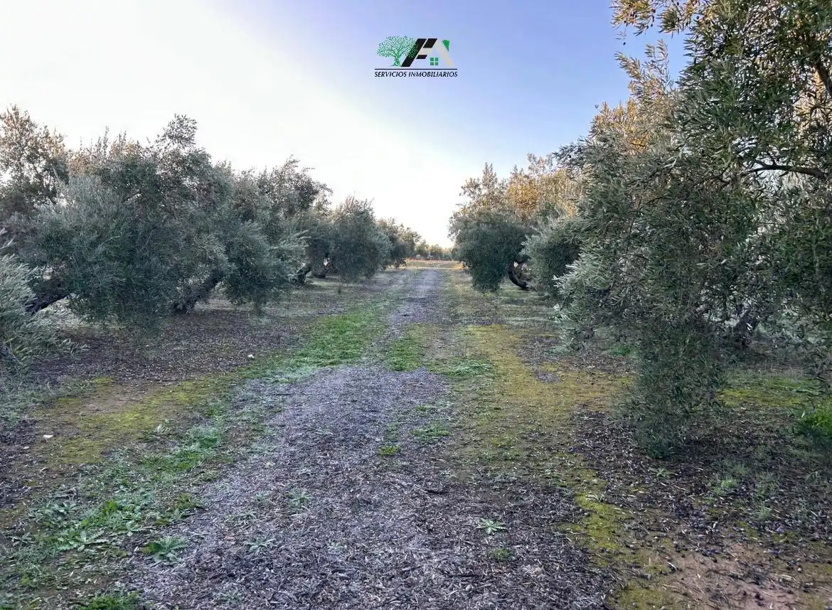 Terreni e lotti in vendita a Mancha Real