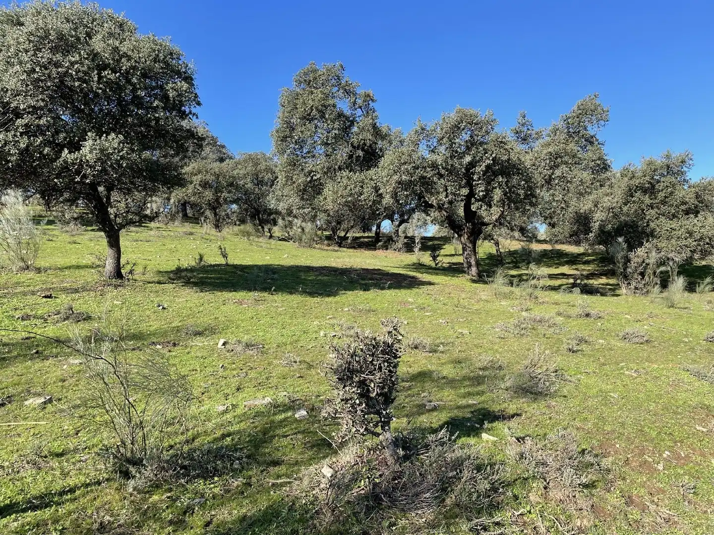 Terreni e lotti in vendita a Malpartida de Plasencia, imagen 13