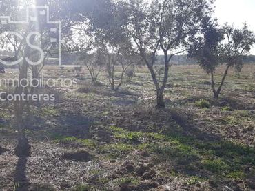 Terreno rustico in vendita a Almonte ciudad