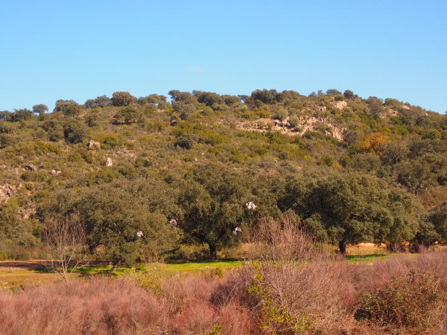 Country house zum Verkauf in Santa Olalla del Cala