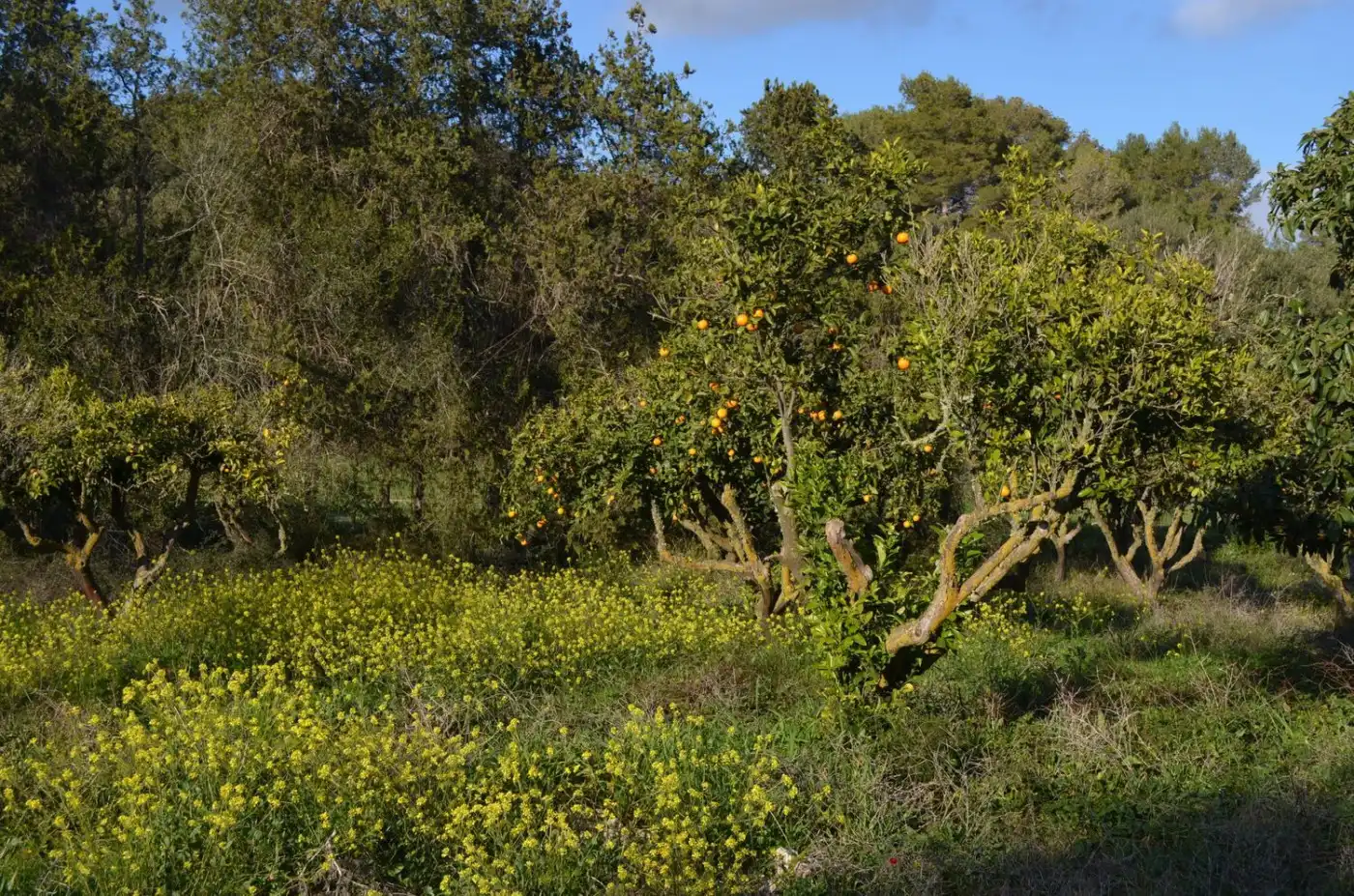 Casa rústica amb jardí en venda a Sant Llorenç des Cardassar, imagen 7