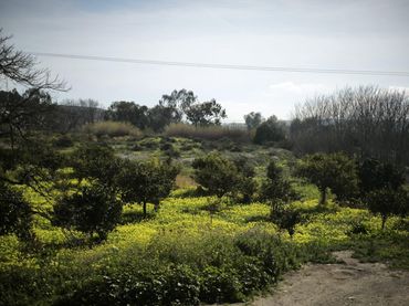 Terreny rústic en venda a Gádor