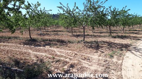 Finca con riego a goteo en Fabara. 16.135m2. 35.000€, immagine 3