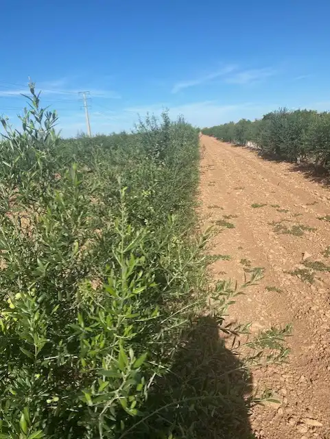 Terreno rustico in vendita a Calle García Pavón, imagen 17