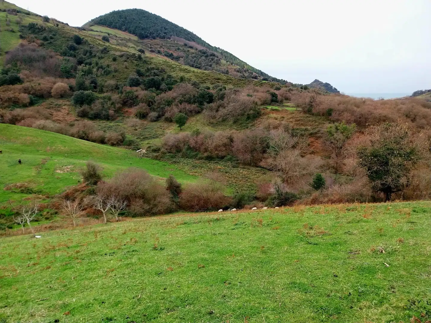 Rural land for sale in Zierbena, imagen 15