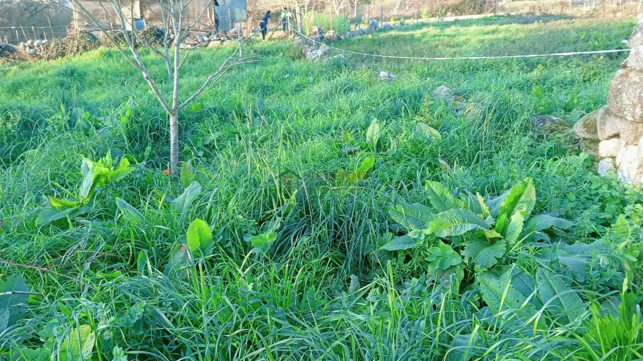 Casa amb jardí en venda a O Pereiro de Aguiar, imagen 2