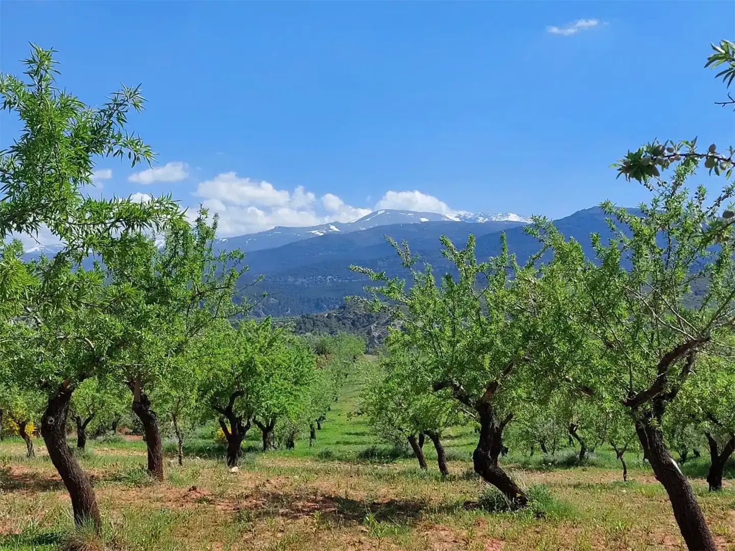 Jardí de Finca rústica en venda en La Peza