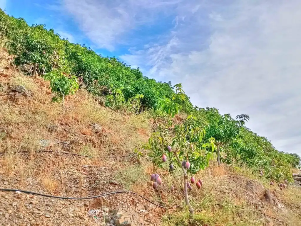 Rural land for sale in El Borge, imagen 9