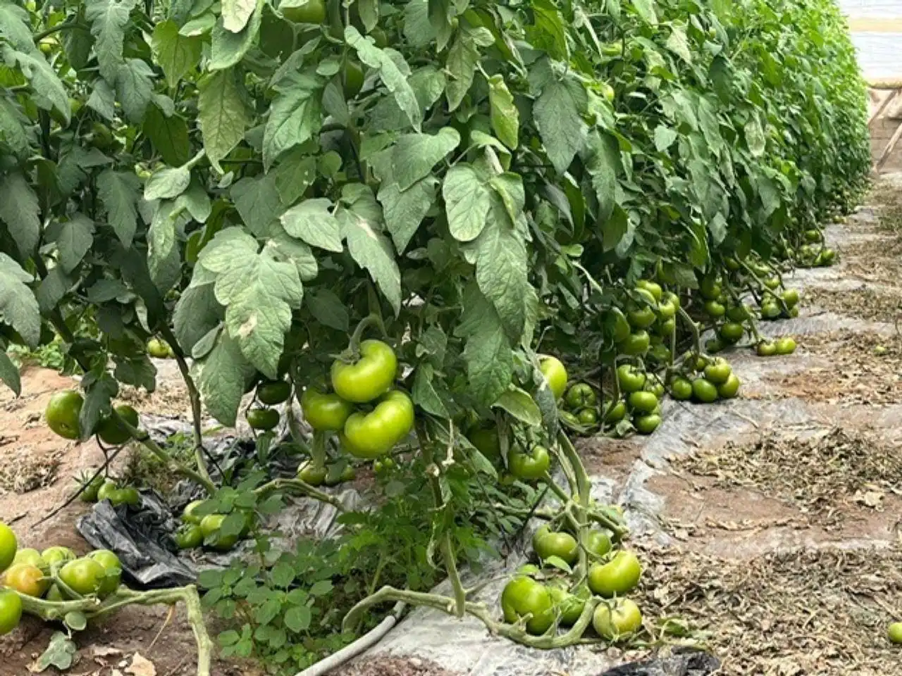 Terreny rústic en venda a Níjar pueblo, imagen 11