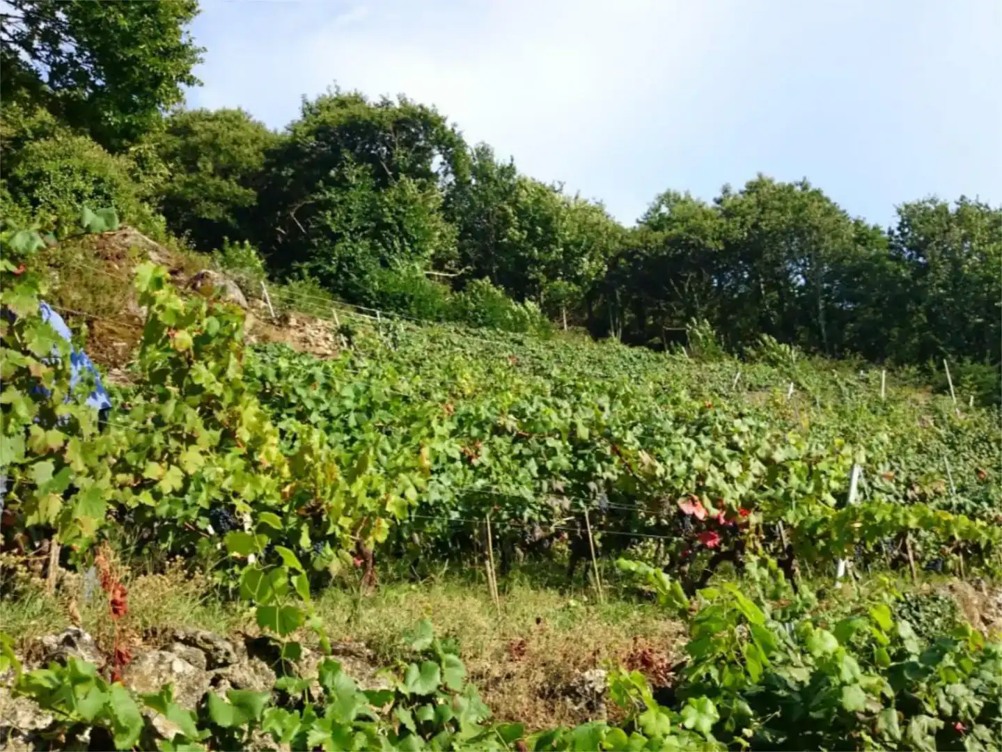 Terreno en venta en O Saviñao 
