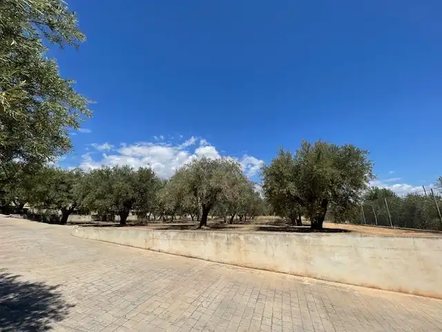 Houses for sale in Calle Partida del Raspeig, Villamontes - Boqueres