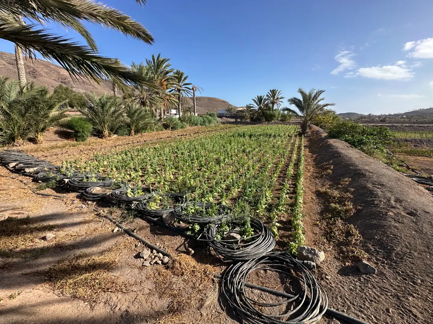 Jardí de Finca rústica en venda en Pájara amb Jardí privat, Moblat i Forn
