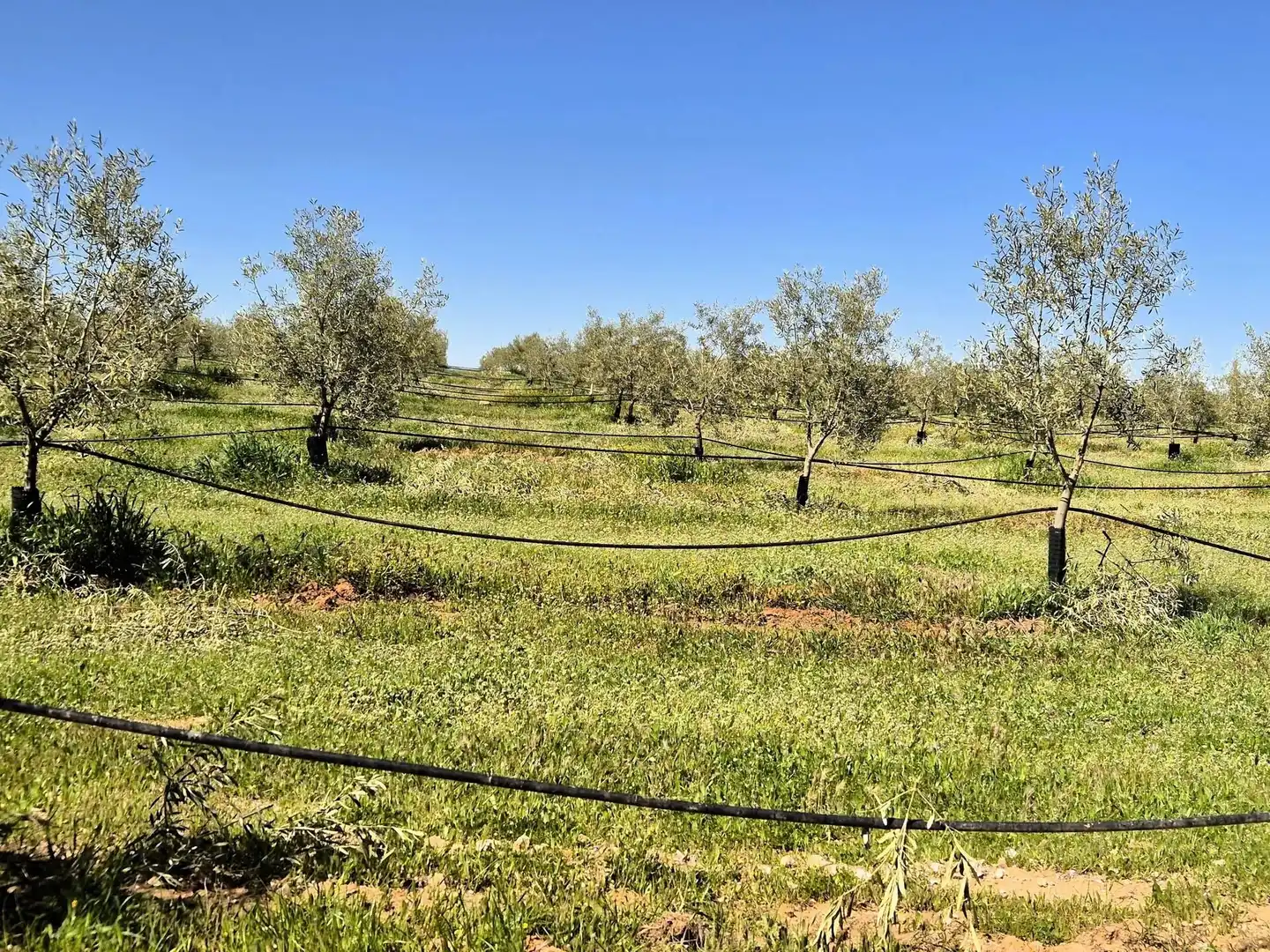 Terreny rústic en venda a Moraleda de Zafayona, imagen 8