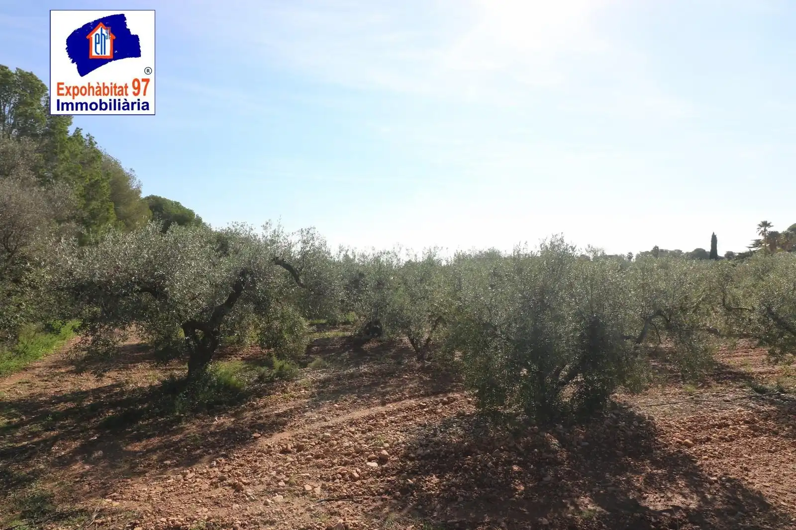 Lands and plots for sale in Carrer Partida Tarrès, imagen 5