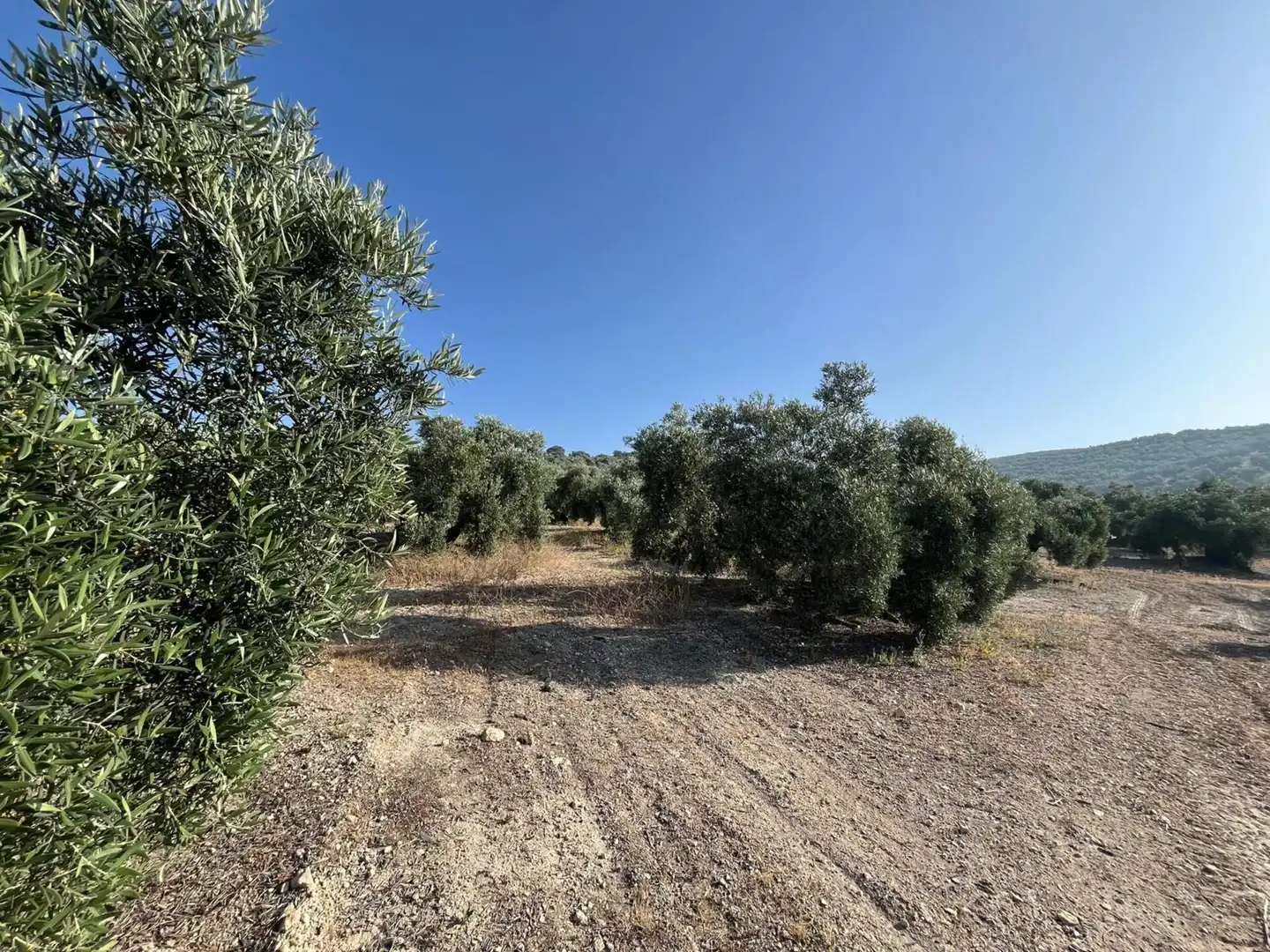 Finca rústica en venta en Lucena
