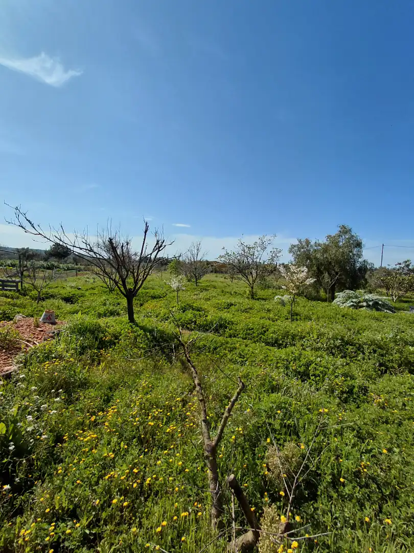 Terreno rústico en venta en Banyeres del Penedès, imagen 7