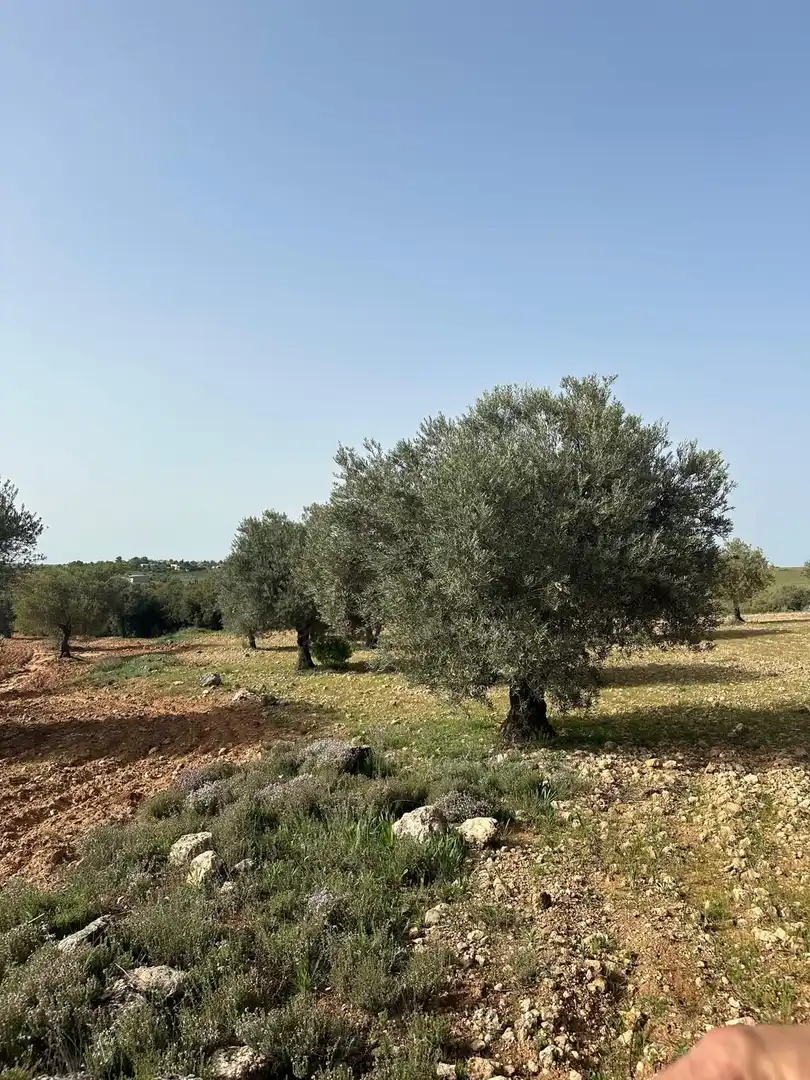 Terreno en venta en Morata de Tajuña