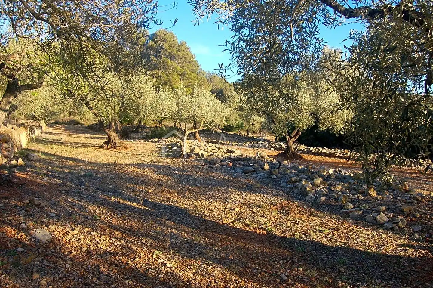 Terreno rustico in vendita a Burgà, imagen 8