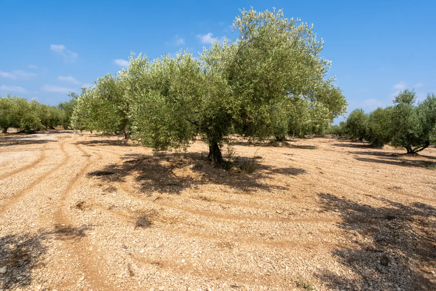 Rustikales Grundstück zum Verkauf in Ulldecona